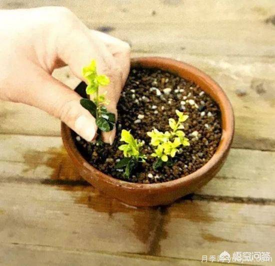 哪些樹種可以做街道綠化樹種？(圖16)