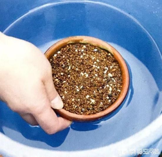哪些樹種可以做街道綠化樹種？(圖13)