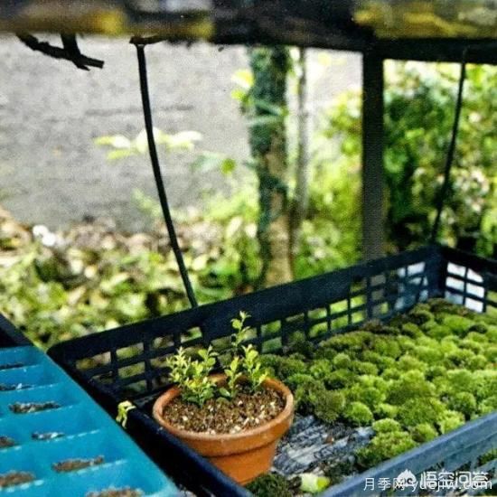 哪些樹種可以做街道綠化樹種？(圖19)