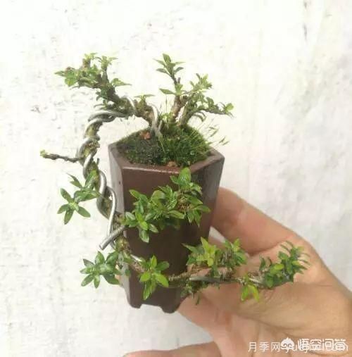 哪些樹種可以做街道綠化樹種？(圖21)
