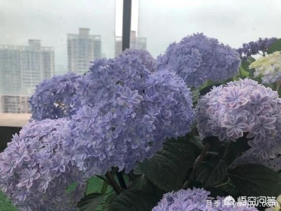 繡球花葉子小是怎么回事？(圖6)