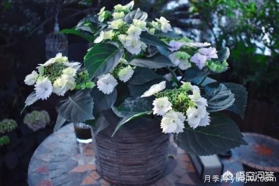 繡球花葉子小是怎么回事？(圖7)
