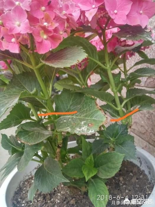 繡球花葉子小是怎么回事？(圖4)