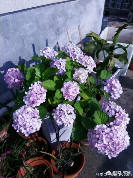 繡球花葉子小是怎么回事？(圖8)