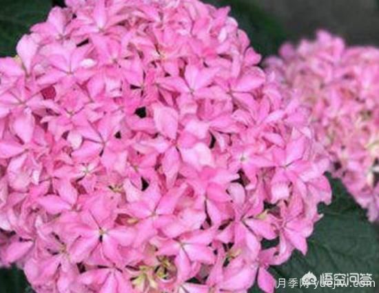 繡球花葉子小是怎么回事？(圖3)