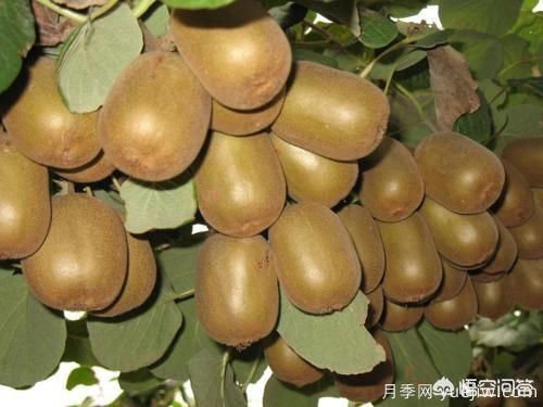彩葉樹種哪些適合南方種植？表現(xiàn)要好些的！(圖1)