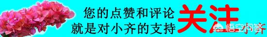 繡球花葉子小是怎么回事？(圖9)