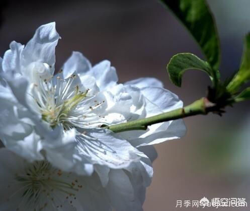 紅葉碧桃算是果樹(shù)還是綠化樹(shù)？(圖2)