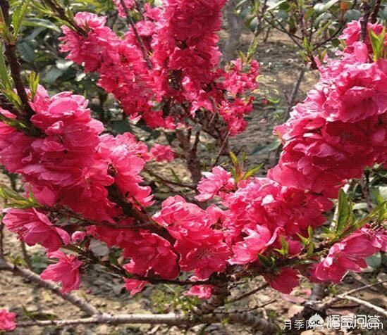 紅葉碧桃算是果樹(shù)還是綠化樹(shù)？(圖3)