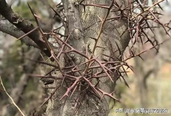 皂角樹在田間能做造型嗎？為什么？(圖3)