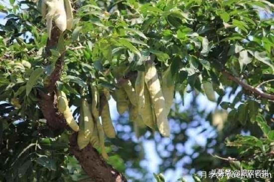 皂角樹在田間能做造型嗎？為什么？(圖2)
