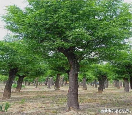 皂角樹在田間能做造型嗎？為什么？(圖1)