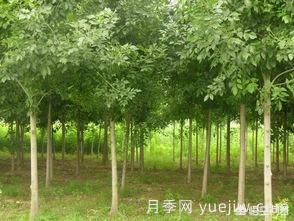 現(xiàn)在什么苗木種植前景好？(圖4)