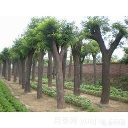現(xiàn)在什么苗木種植前景好？(圖3)