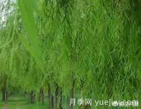 現(xiàn)在什么苗木種植前景好？(圖7)