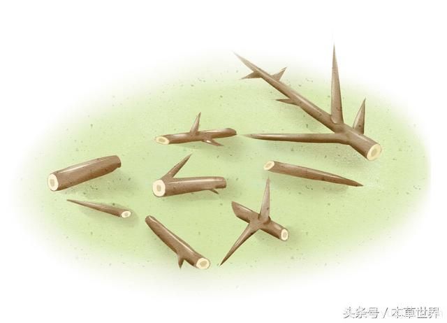 農(nóng)村皂角樹上的木刺有啥作用？(圖2)
