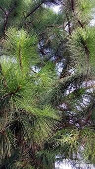 現(xiàn)在什么苗木種植前景好？(圖8)