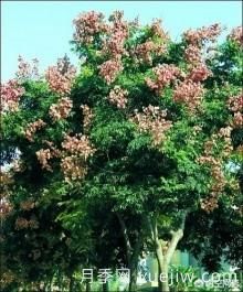現(xiàn)在什么苗木種植前景好？(圖6)