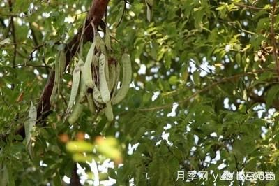 皂角樹一畝地種植多少株合適？(圖4)