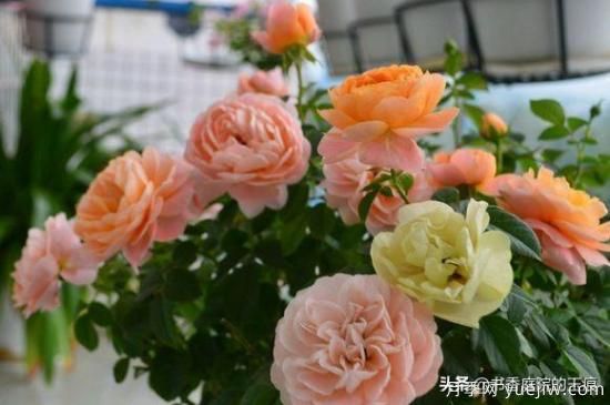 你***喜歡的月季是什么品種？為什么喜歡？(圖4)
