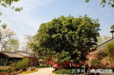 皂角樹一畝地種植多少株合適？(圖5)