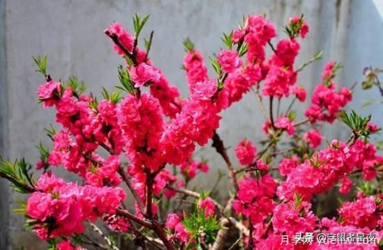 你***喜歡的月季是什么品種？為什么喜歡？(圖8)