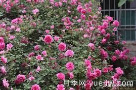 適合做拱門的大型藤本月季，有哪些品種可以推薦？(圖5)