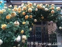 適合做拱門的大型藤本月季，有哪些品種可以推薦？(圖6)