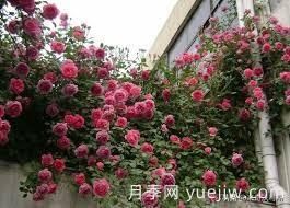 適合做拱門的大型藤本月季，有哪些品種可以推薦？(圖2)