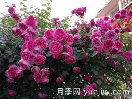 適合做拱門的大型藤本月季，有哪些品種可以推薦？(圖1)