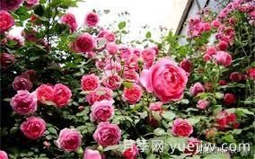 適合做拱門的大型藤本月季，有哪些品種可以推薦？(圖3)