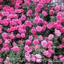適合做拱門的大型藤本月季，有哪些品種可以推薦？(圖8)