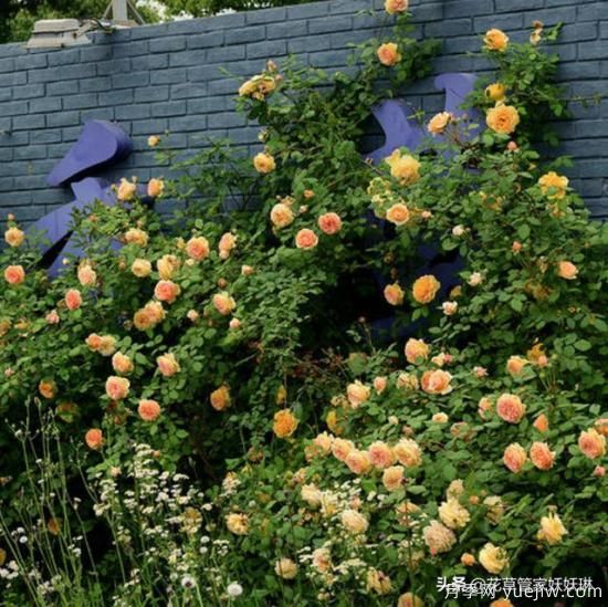 藤本月季的優(yōu)缺點(diǎn)是什么？有哪些？(圖7)