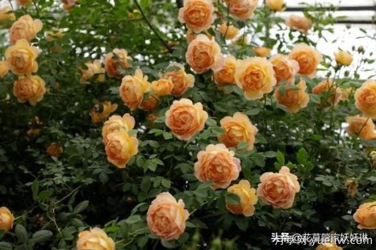 藤本月季的優(yōu)缺點(diǎn)是什么？有哪些？(圖10)