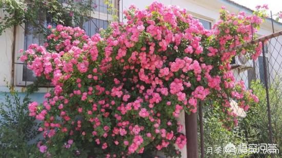 藤本月季的優(yōu)缺點(diǎn)是什么？有哪些？(圖1)