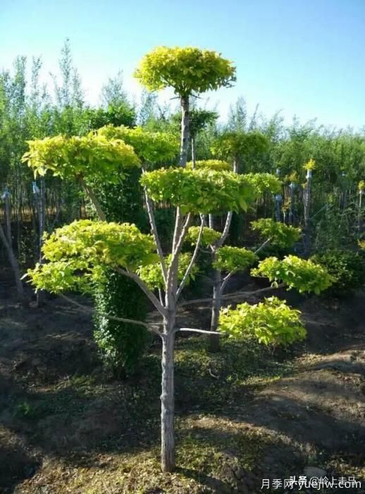 春季繁殖花卉苗木有哪幾種方法，如何來做你知道嗎？(圖10)
