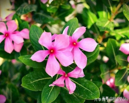 春季繁殖花卉苗木有哪幾種方法，如何來做你知道嗎？(圖11)