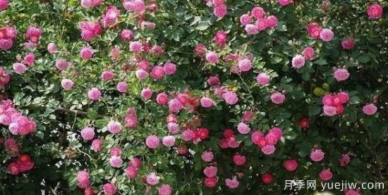 月季大藤本和小藤本都有哪些品種？栽種方式有沒有區(qū)別？(圖6)