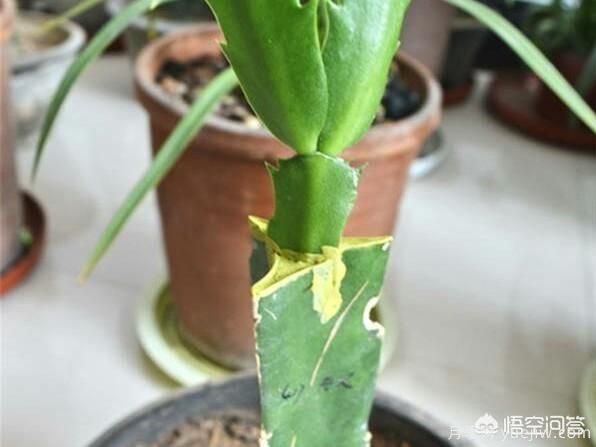 春季繁殖花卉苗木有哪幾種方法，如何來做你知道嗎？(圖4)