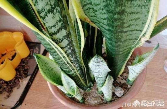 春季繁殖花卉苗木有哪幾種方法，如何來做你知道嗎？(圖5)