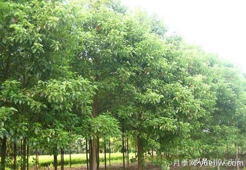 春季繁殖花卉苗木有哪幾種方法，如何來做你知道嗎？(圖8)