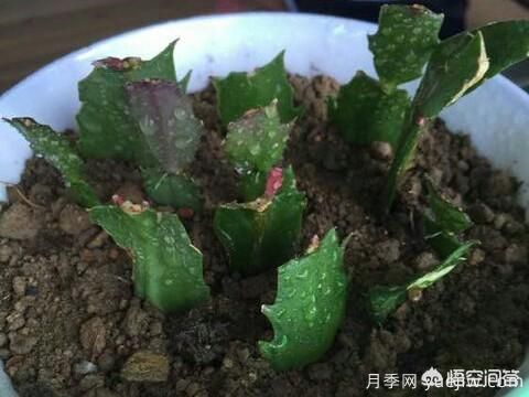 春季繁殖花卉苗木有哪幾種方法，如何來做你知道嗎？(圖7)