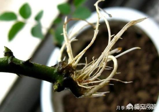 春季繁殖花卉苗木有哪幾種方法，如何來做你知道嗎？(圖6)