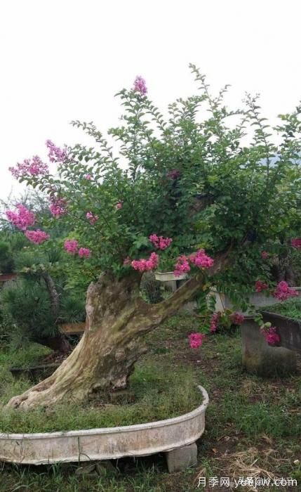 春季繁殖花卉苗木有哪幾種方法，如何來做你知道嗎？(圖9)