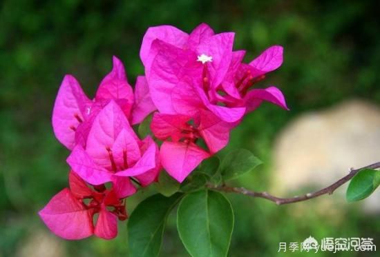 春季繁殖花卉苗木有哪幾種方法，如何來做你知道嗎？(圖1)