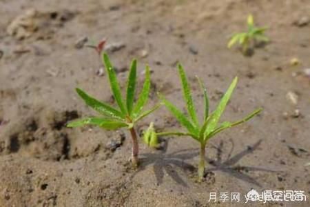 春季繁殖花卉苗木有哪幾種方法，如何來做你知道嗎？(圖2)