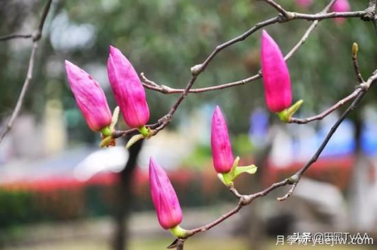 紅玉蘭與白玉蘭如何區(qū)分？(圖2)