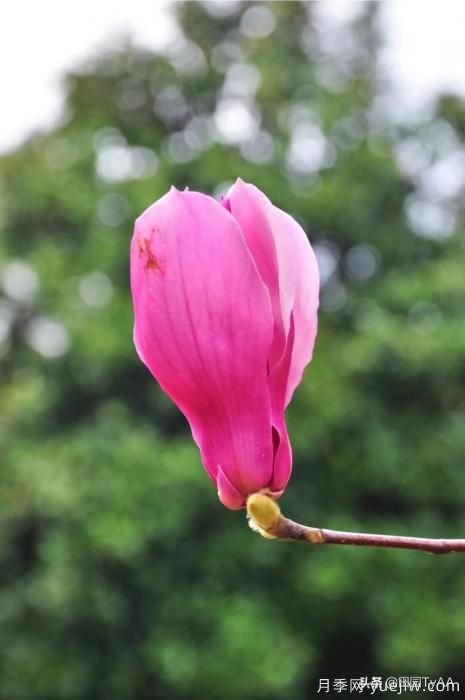紅玉蘭與白玉蘭如何區(qū)分？(圖3)