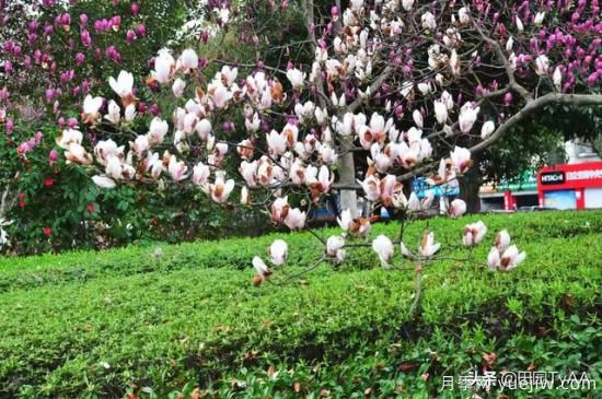 紅玉蘭與白玉蘭如何區(qū)分？(圖4)