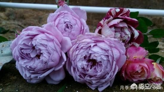 ***香的幾款月季品種是什么？ 什么品種的月季花(圖1)